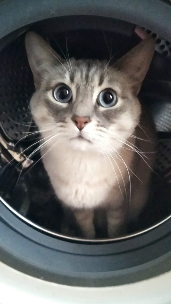 История к котовторнику