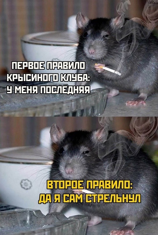 Весёлый полтишок 17.05.22