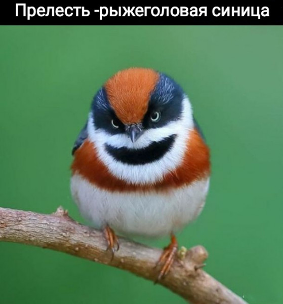 Баянисто-небаянистый юмор 18.07.22