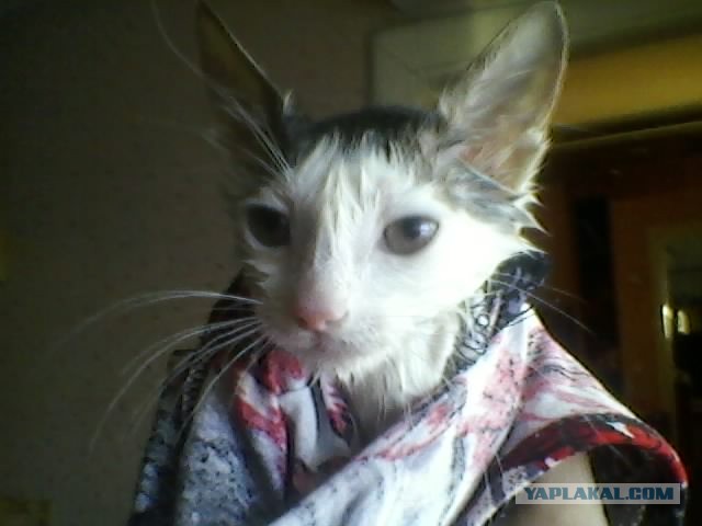 Котовторник 26.03.2013