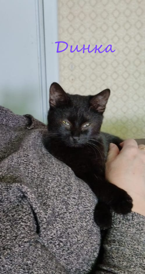 Жизнь домашнего приюта "Котоленд" 378