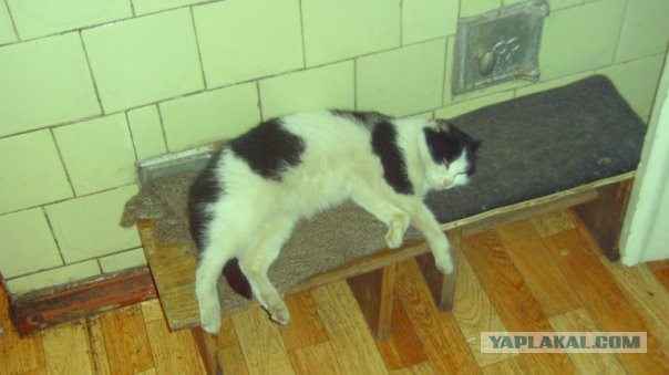 Котовторник 23.04.2013