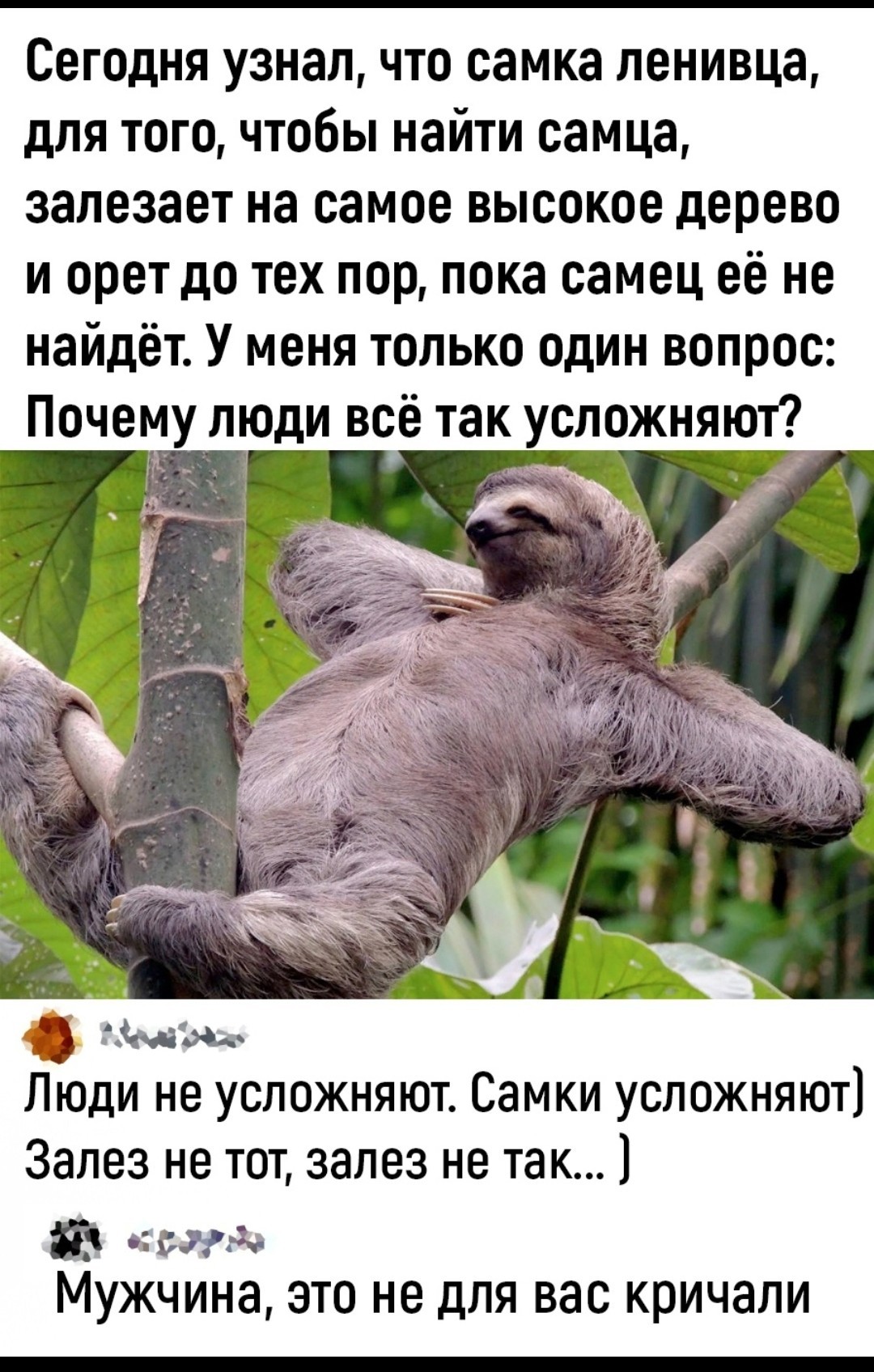 Ленивец мемы