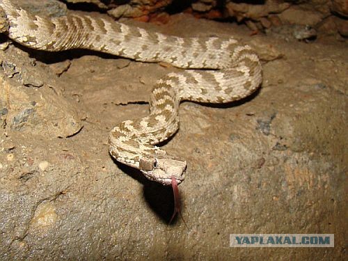 Всё о Туркменистане