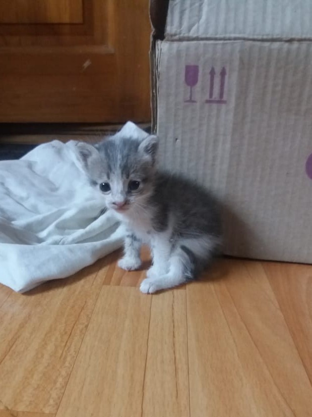 Мои гопники