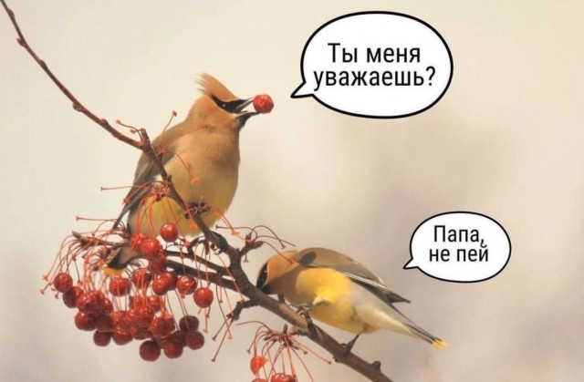 Веселые картинки в понедельник (06.10)