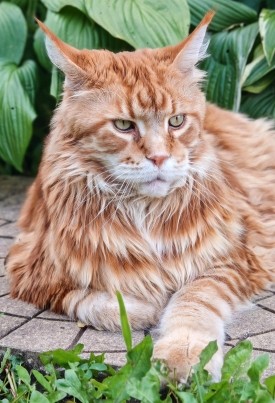 Продолжаем котовторник
