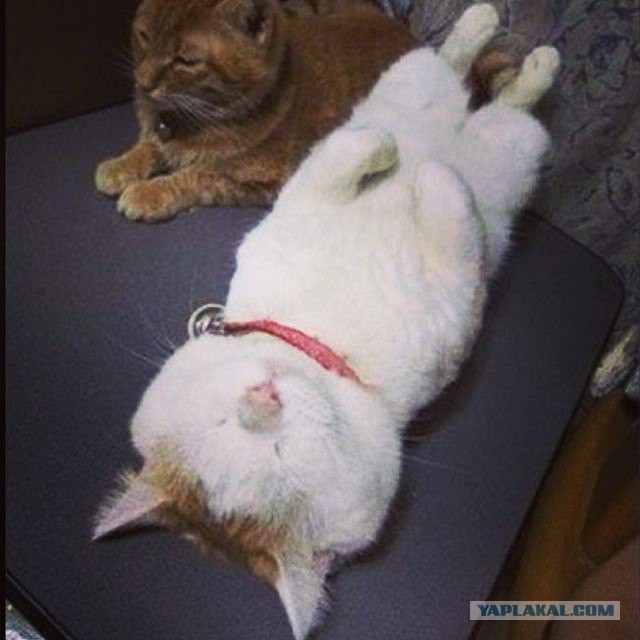 В мире животных