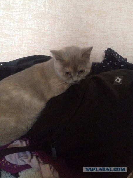 С Котовторником!