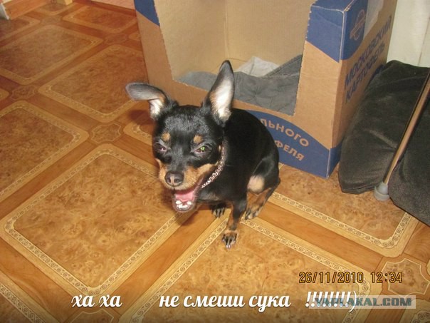 Славянск, война.
