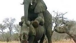 Слоненок решил поиграть с быком