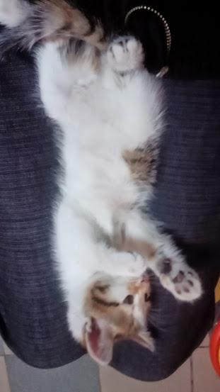 Котовторник 21.10.2014