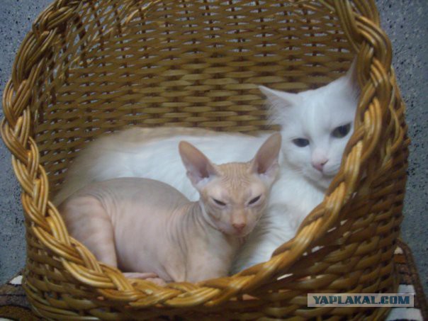 Котовторник