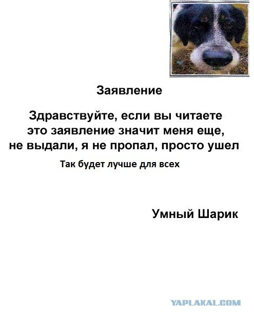 Собака пропала