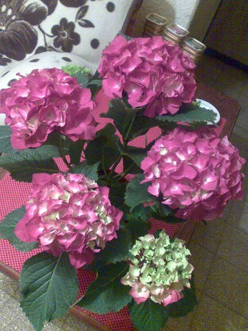 Чёрная петуния.