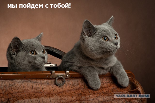 Котовторник 09.06.2015