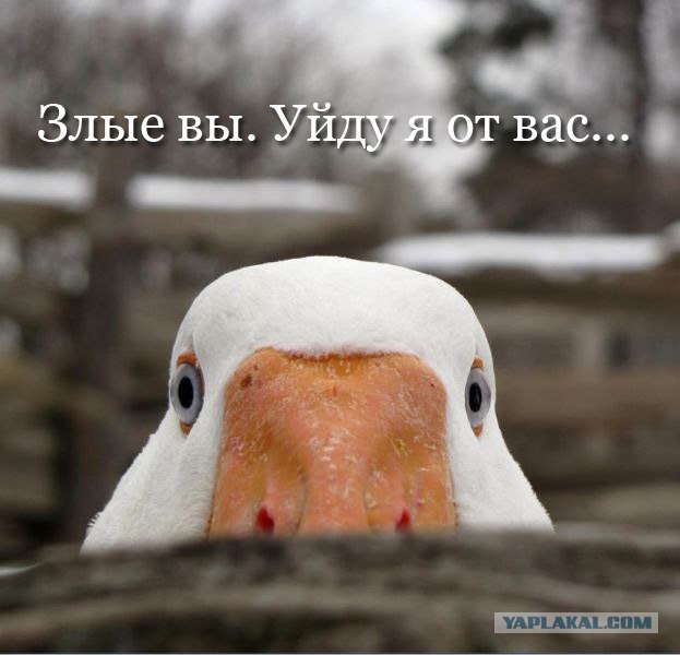 Гуси, гуси, га-га-га