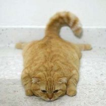 Не бойтесь за кота - он прячется