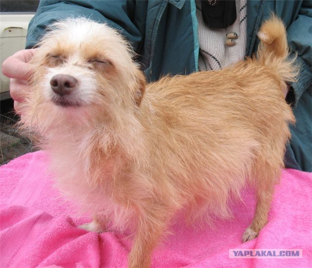 Как нашли собаку