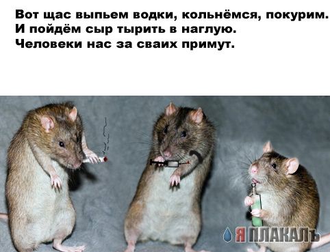 ГРЫЗУНЫ. Мыши, крысы, хомячки и т.д.
