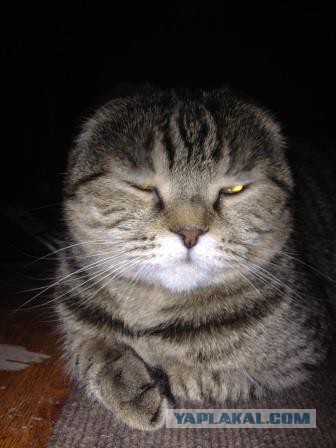 Восьмомартовский котовторник