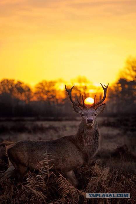 Интересные и веселые картинки