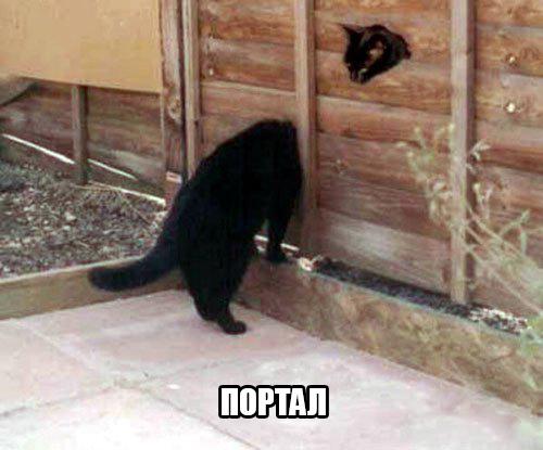 Мохнатые беспредельщики