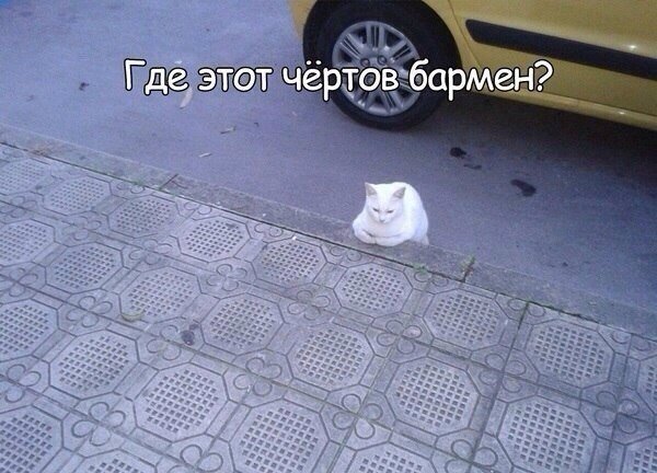 Мохнатые беспредельщики