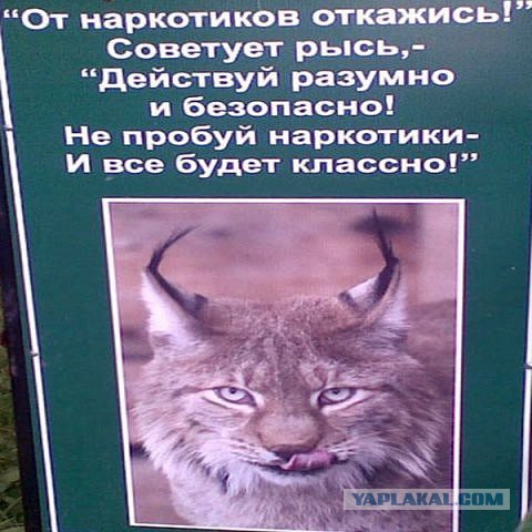 Наркоман, штоле? Тогда заходи
