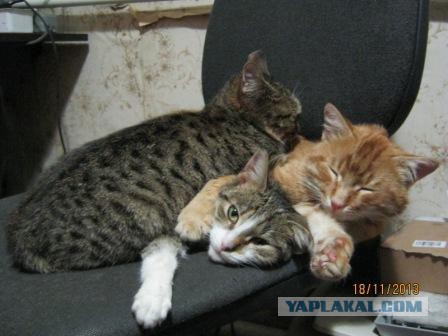 Коты из сети