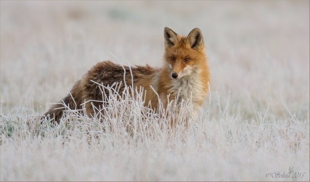 Самые смешные животные