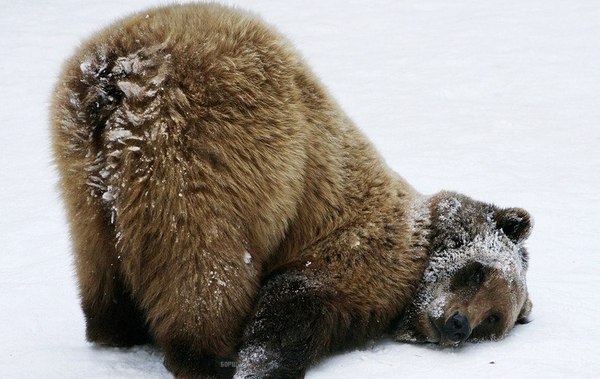 Самые смешные животные