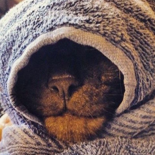 Коты и Кошки