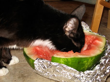 Коты и Кошки