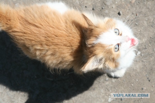 Котовторник  15.08.2017