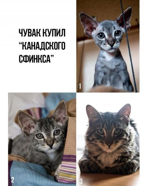 Не верь коту