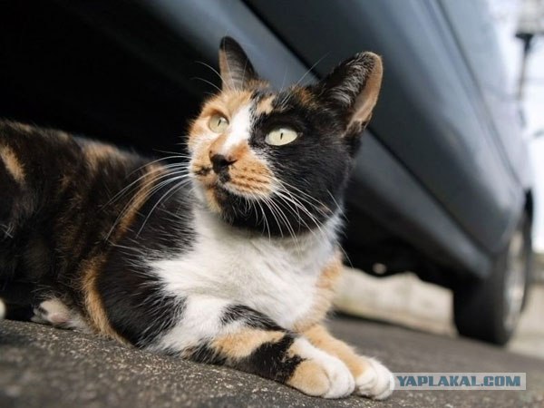 Котовторник (16.09.08)