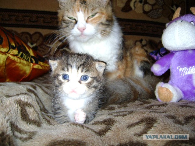 Котовторник на ЯПлакалъ: Кото и кто-то!