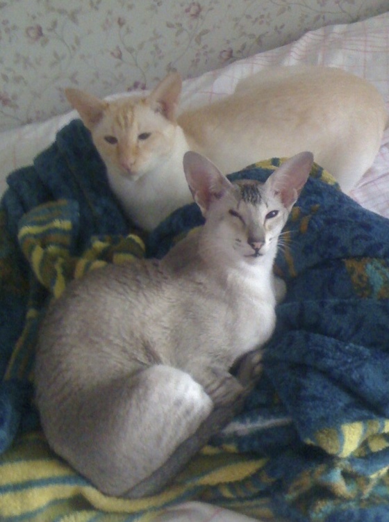 Котовторник  31.07.2018