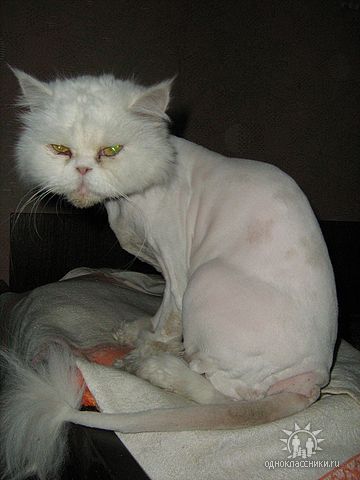 Хозяин, за что ?!1
