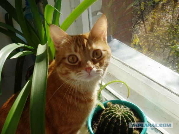 Котовторник в "КотоГетто"
