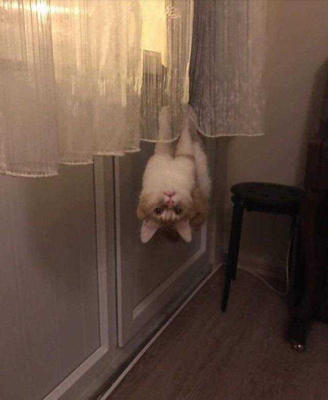 Прикольных котов пост