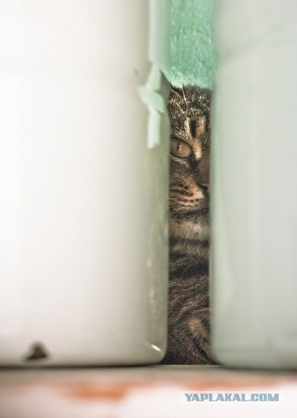 Котовторник 20.12.2011