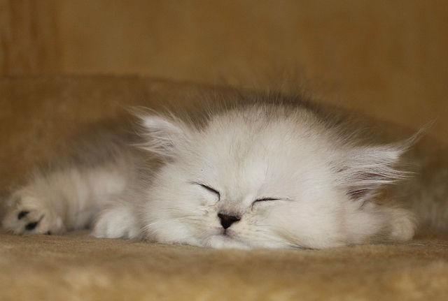 Котовторник 17 января