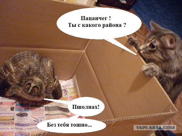 Внимание! Слетки!
