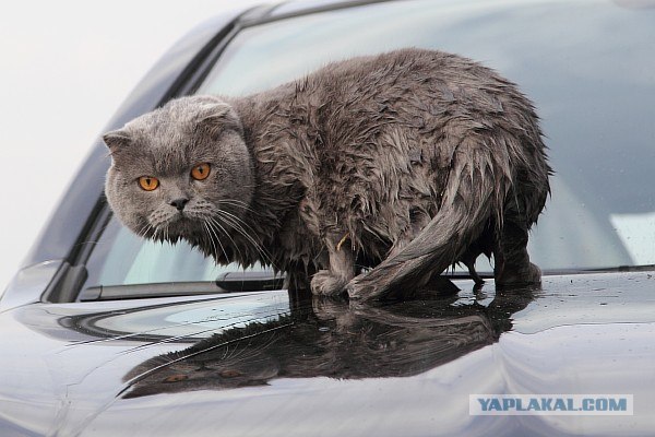 Котовторник 31.07.2012 г.