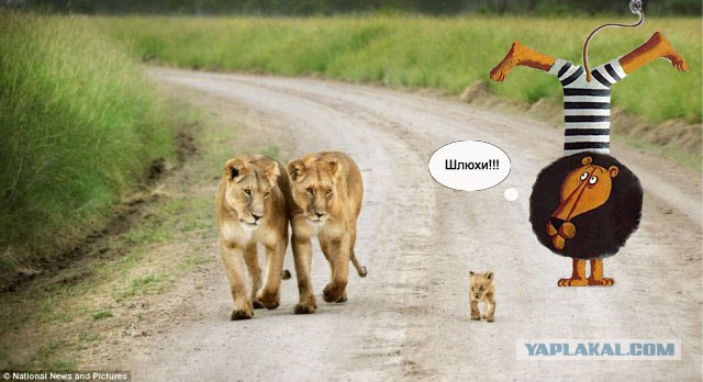 Под пристальным присмотром: детсад на прогулке