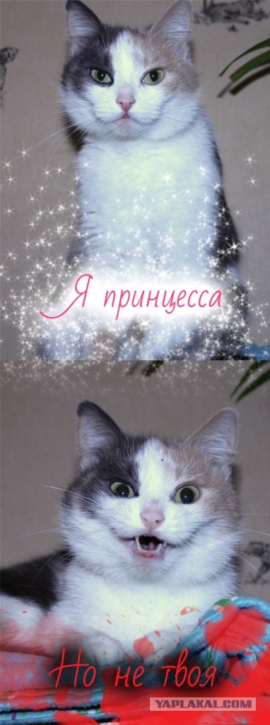 Котовторник 18.12.2012