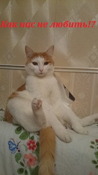 Картинки с котами и про котов