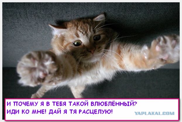 День рождения ЯПлакалъ
